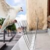 PIC ANTI-PIGEON ACIER INOXYDABLE 50CM