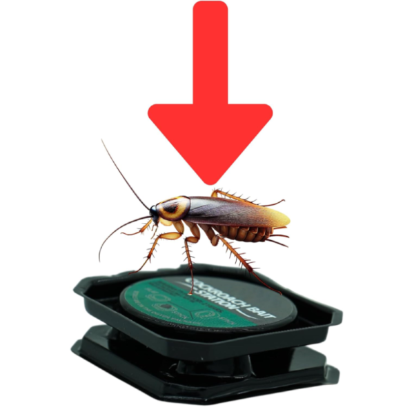 Piège à Cafards et Insectes 6pcs TRAPEXPERT